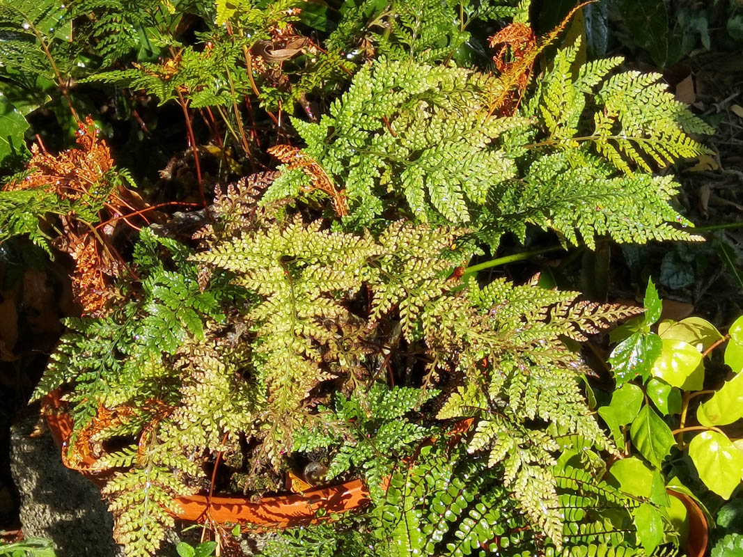 Davallia fejeensis 2